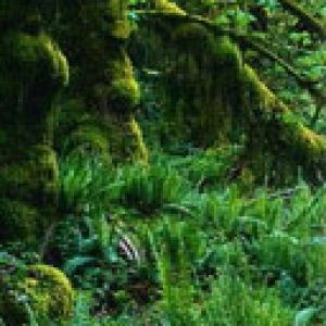 Foresta Verdeggiante