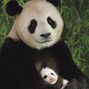 Amore della Famiglia Panda - wallpaper preview