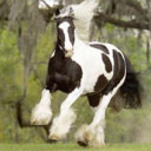 Cavallo in Corsa