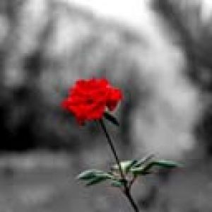 Rosa Rossa in Bianco e Nero