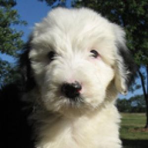 Cucciolo Carino