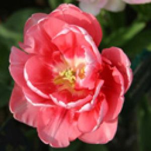 Bellissimo fiore di tulipano rosa