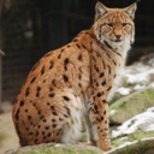 Lince nella Natura