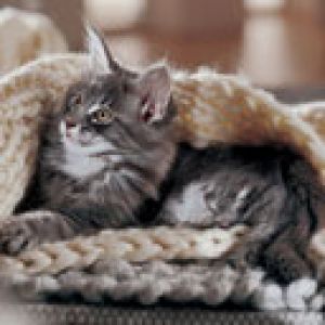 Gatto Carino Sotto la Coperta