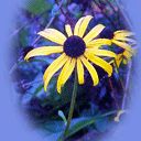Fiore Giallo - wallpaper preview