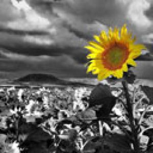 Girasole Vivace in Bianco e Nero