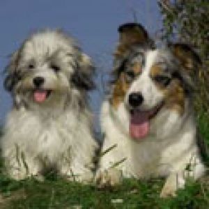Cani Carini che Giocano