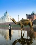 Riflessione del Taj Mahal e del Cammello - wallpaper preview