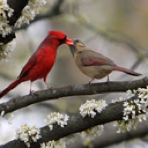 Cardinali Innamorati