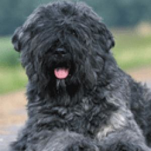 Cane Nero Carino