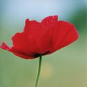 Fiore di Papavero Rosso - wallpaper preview