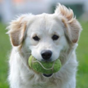 Cane carino con pallina da tennis
