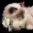 Gatto Carino con Fiore - wallpaper preview
