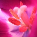Fiore Rosa Vivo in Primo Piano - wallpaper preview