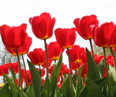 Tulipani Rossi Vivaci - wallpaper preview