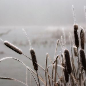 Giunchi ghiacciati in inverno