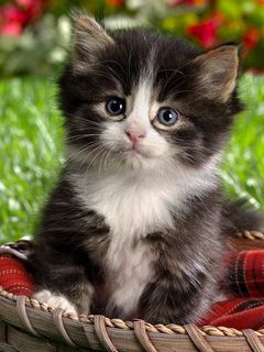 Gattino Carino nel Cestino - wallpaper preview