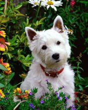 Cane Bianco Carino tra i Fiori