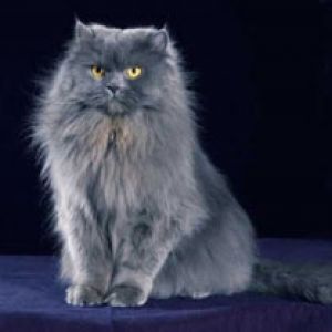 Gatto Grigio Peloso