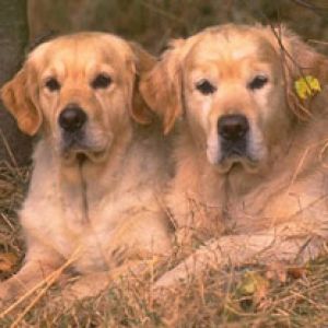 Golden Retriever in Relax