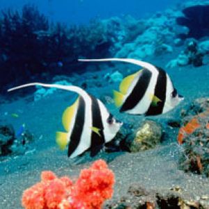 Vita Marina Colorata