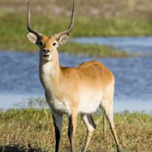Antilope Maestosa nella Natura