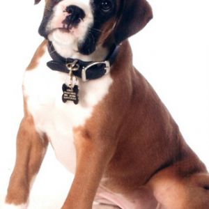 Cucciolo Boxer Carino
