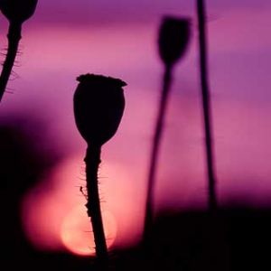 Fiori Silhouette al Tramonto