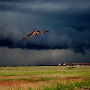 Aquila che Sorvola un Paesaggio Tempestoso