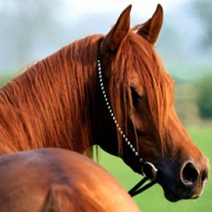 Bellissimo Cavallo Castano