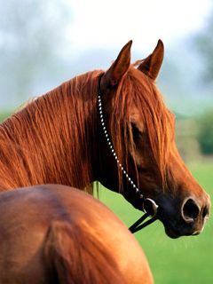 Bellissimo Cavallo Castano - wallpaper preview