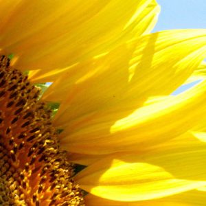 Primo Piano di Girasole