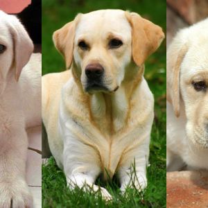 Cuccioli di Labrador Adorabili