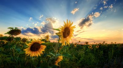 Campo di girasoli al tramonto - wallpaper preview