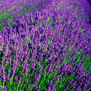 Campi di Lavanda in Fiore