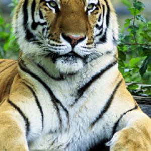 Maestoso Tigre nella Natura