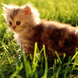 Gattino Carino nell'Erba