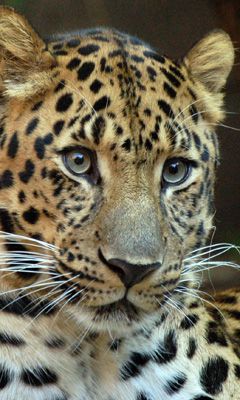Leopardo Maestoso in Primo Piano - wallpaper preview