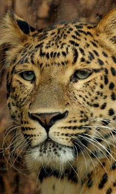 Leopardo Maestoso in Primo Piano - wallpaper preview