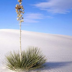 Pianta nel deserto di sabbia bianca