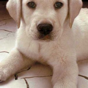 Cucciolo Bianco Adorabile