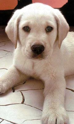Cucciolo Bianco Adorabile - wallpaper preview