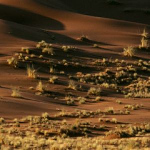 Struzzo nel paesaggio desertico