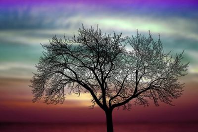 Silhouette Albero al Tramonto - wallpaper preview