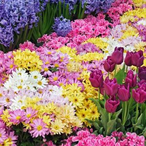 Giardino di Fiori Colorati