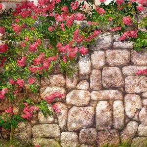 Bougainvillea in Fiore su Muro di Pietra