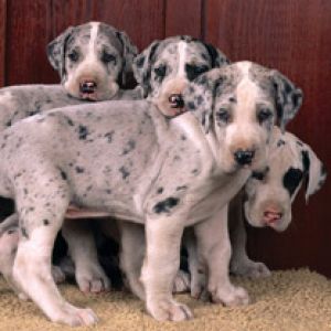 Cuccioli di Alano Carini
