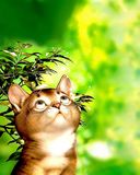 Gatto Carino che Guarda in Alto - wallpaper preview
