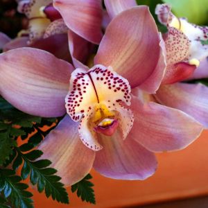 Bellissima Orchidea