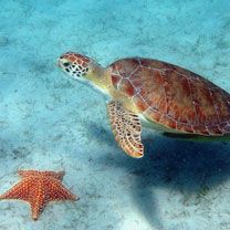 Tartaruga Marina e Stella di Mare - wallpaper preview
